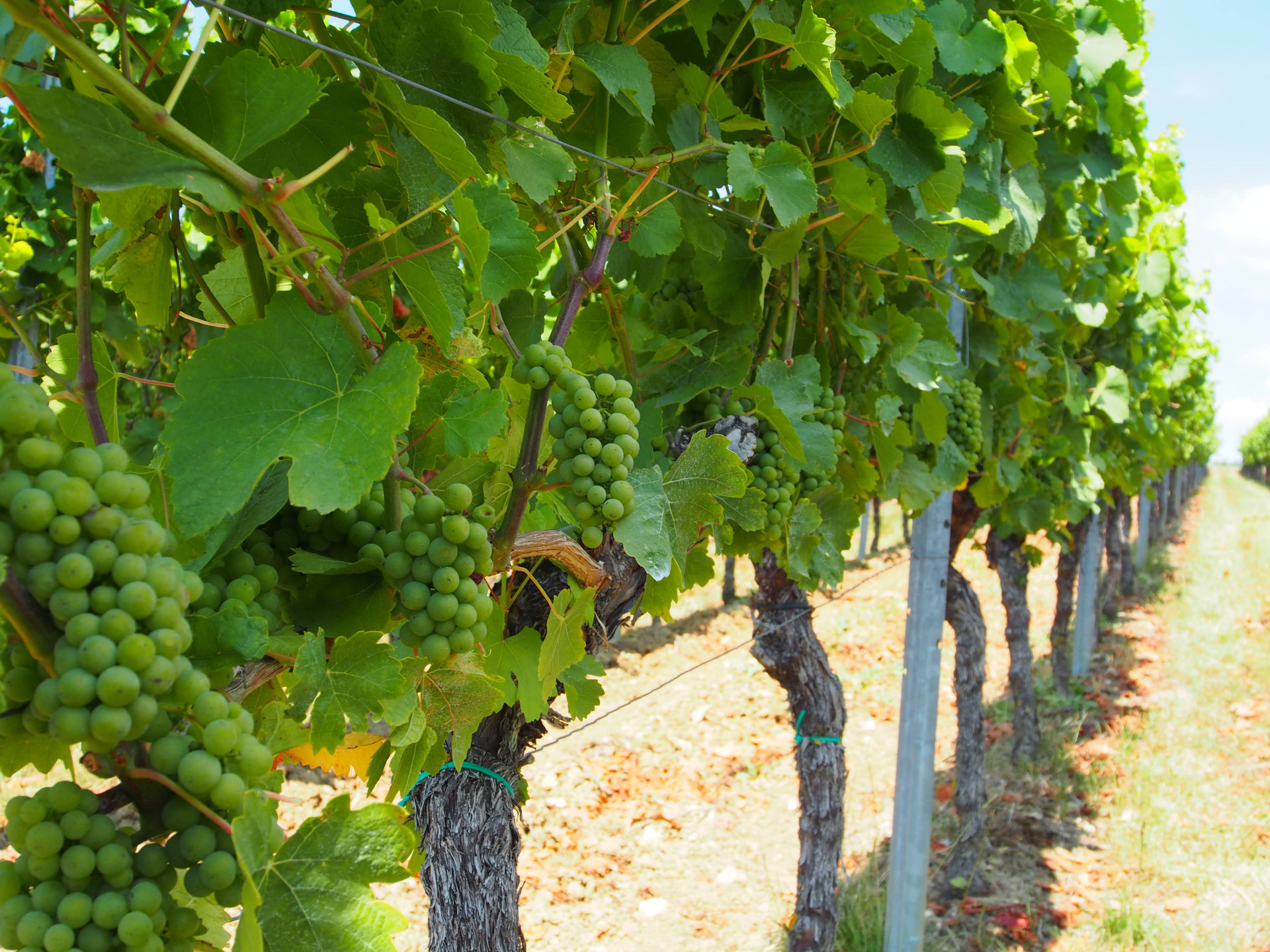 Weinberg